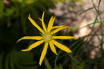 Florida false sunflower